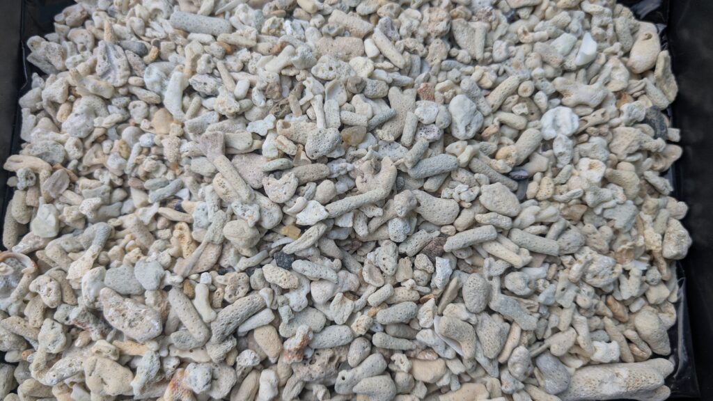 Corals